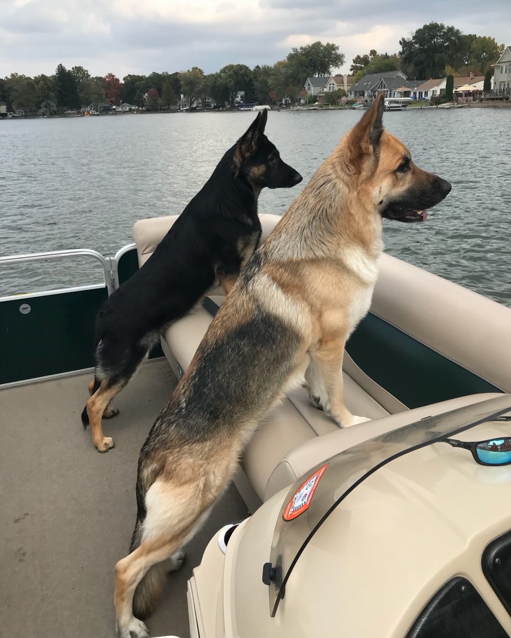 A tan and a black German Shepherd standing on a boat and looking across the water.